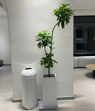 �����̻�����ֲ��